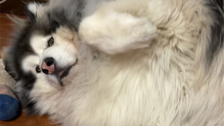 ข้อดีของการเลี้ยงสุนัขตัวโตขณะตั้งครรภ์