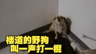A neighbor's stray dog kept in the hallway bit a delivery driver—I chased it from the 1st floor all 