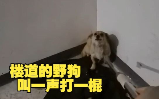 小区有人养在楼道的野狗 咬外卖员 被我从1楼打到3楼