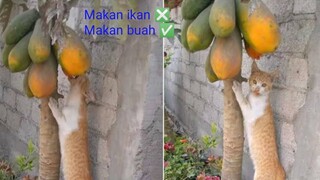 KUCING MAKAN IKAN ❎ KUCING MAKAN BUAH ✅