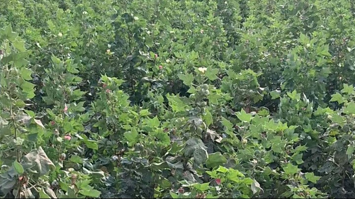 Green Cotton Fields in the Village: Rural Agriculture View