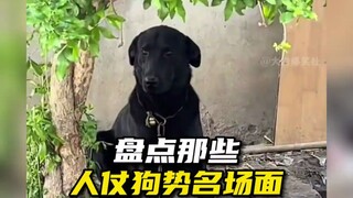 Anjing itu benar-benar dalam masalah.