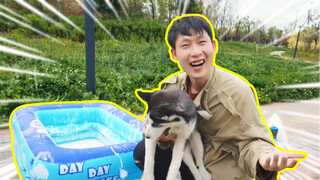 Anjing Husky masuk ke dalam cairan non-Newtonian!