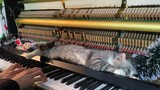 [Hewan]Kucingku berbaring di piano saat aku memainkannya