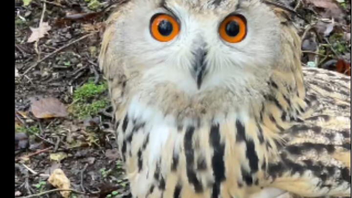 Có thể vuốt chim kền kền không?