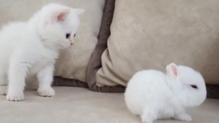 Gathering of White Furballs