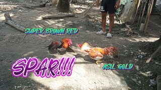 SUPER BROWN RED VS ASIL GOLD  SPAR!!            JRP BACKYARD