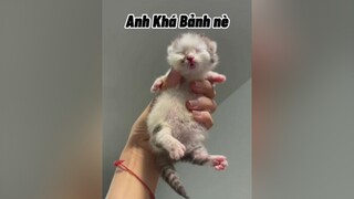 Giờ mới có can đảm đăng ảnh hồi nó bê bết nhất 😂😂 khabanh khabanhmuaquat mèo cat