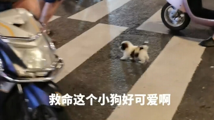 It's the little dog I like at first sight.