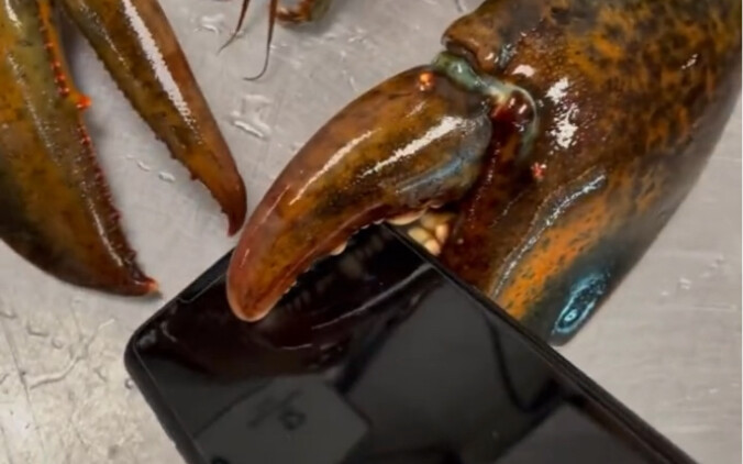 Makan lobster di Australia juga tidak murah! Biaya makan lobster hari ini lumayan tinggi! Ponsel pun