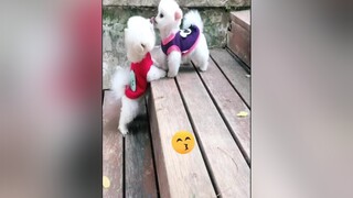 cho tui hung miếng coi :>yêuđộngvật thúcưng chó_cưng onhavanvui