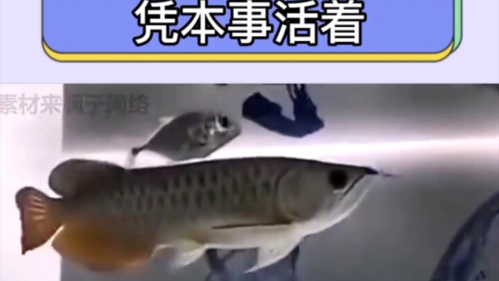 อะไรคือใช้ความสามารถล้วนๆ ในการมีชีวิตอยู่? ท่าทางนี้ทำเอาอึ้งไปเลย ไม่คิดเลยจริงๆ!