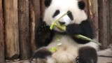 【大熊猫和花】花花吃笋笋，这次才不是假吃呢～