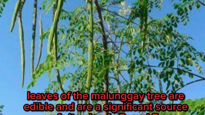 malunggay facts