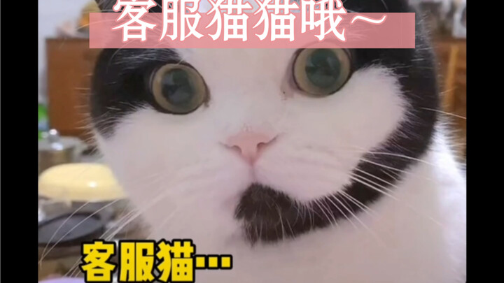 Those quirky and adorable kittens and puppies!