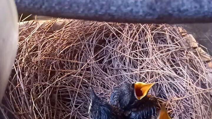 anak burung murai usia 10 hari