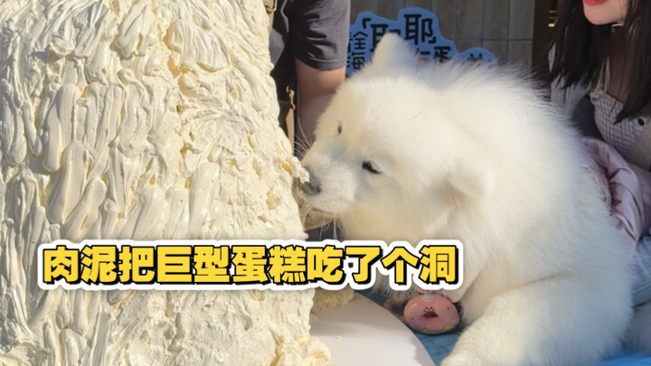 Một ngọn núi bánh kem hình chó Samoyed nặng 70 cân!