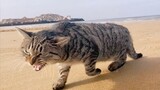 Con mèo hoang đi dọc bãi biển kêu suốt, đố ai dịch được tiếng của nó!
