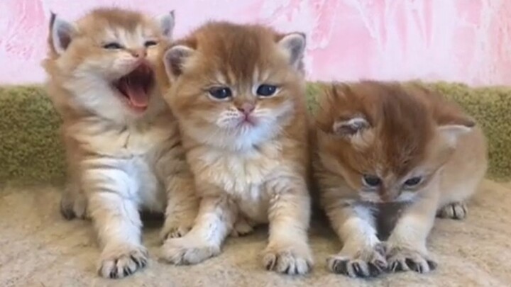 Three little kittens prove that yawning really is contagious~