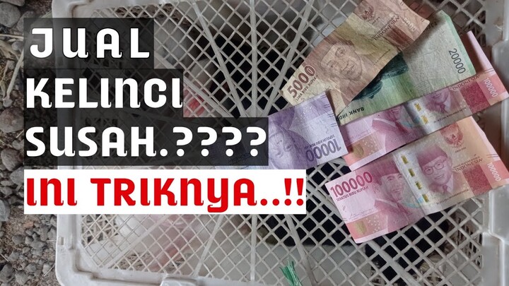 Cara memasarkan hasil ternak kelinci