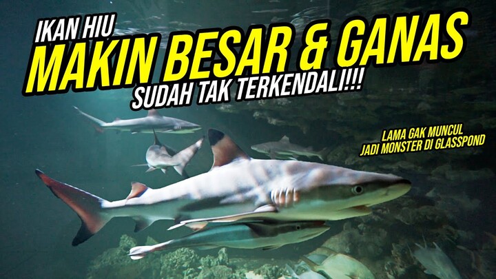 BERHENTI KONTEN IKAN HIU?!! - INI ALASAN TIDAK KONTEN HIU!!! IKAN HIU MENGGANAS & TAK TERKENDALI!!!