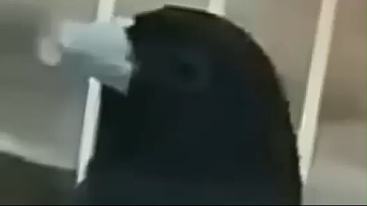 PAPACAPIM DE R$ 200 A UMA AVALIAÇÃO DE R$ 1 MILHÃO! 😱🐦💰 #Papacapim #AvesDoBrasil #PassarosDeCanto