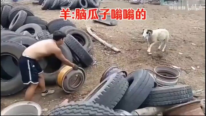 Anh chàng này chắc hẳn đã bị nó húc choáng váng nên mới phải đẩy vòng thép ra đấy!