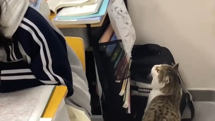Mi: What are you laughing at? Be quiet and focus on your self-study.