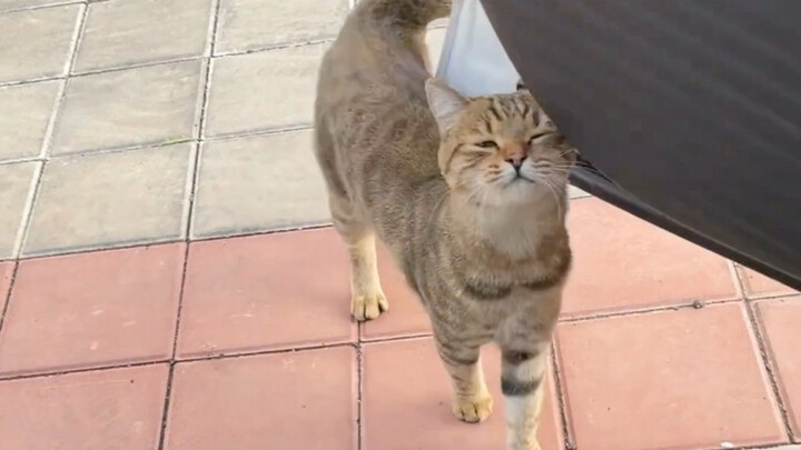 พอเข้าใกล้ลูกแมวก็จะส่งเสียงแปลกๆ ออกมา