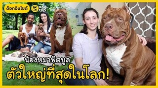 "ฮัลค์" พิตบูลใจดีที่ตัวใหญ่ที่สุดในโลกและลูกน้อยมูลค่าสูง 2 ล้านบาท! | Dog's Clip