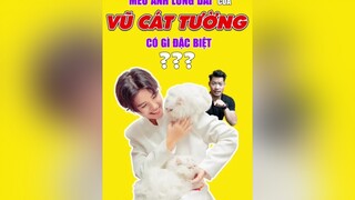 Mèo Anh Lông Dài của Vũ Cát Tường có gì đặc biệt vậy mấy người? tuitienpet LearnOnTikTok education esm pet thucung dcgr ellastudy