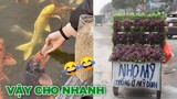 Ăn vậy cho nhanh, nho Mỹ nhưng mà là Mỹ... - Top comment hài hước Face Book.