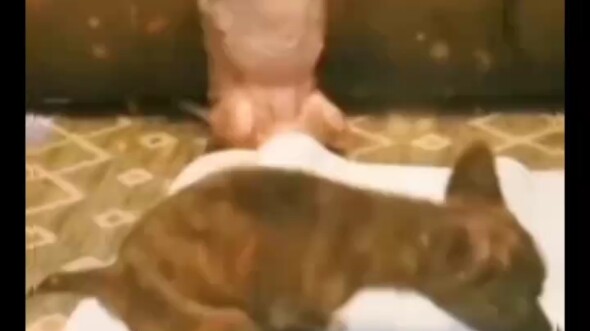 The little dog lost its front limbs due to unforeseen circumstances. After learning about this, neti