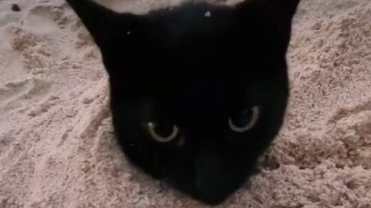 Sand-colored cat with a human face! How long does it have to lick its fur?