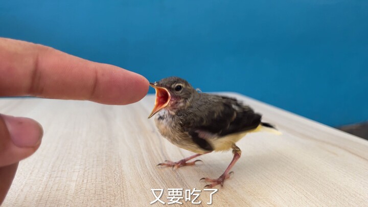 As soon as it was fed, it immediately turned on me.