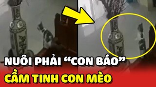Ăn Tết mà nuôi phải 3 con "BÁO" cầm tinh con MÈO sẽ thế này đây 😂 | Yêu Lu