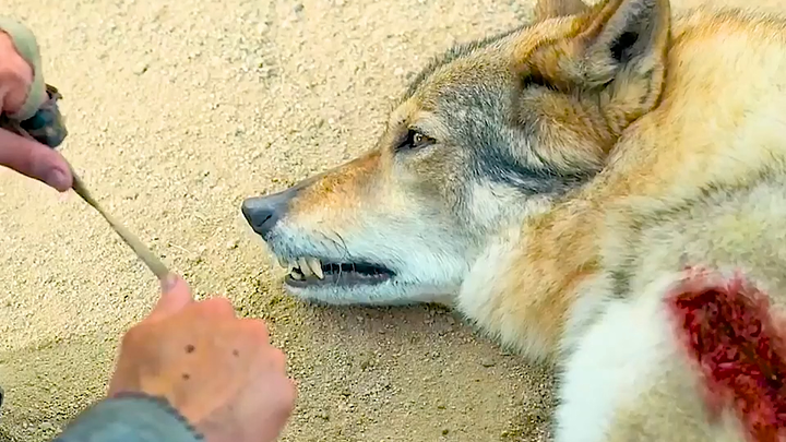 Cậu bé cứu sống một con sói dữ, từ đó con sói luôn bảo vệ bên cạnh cậu.