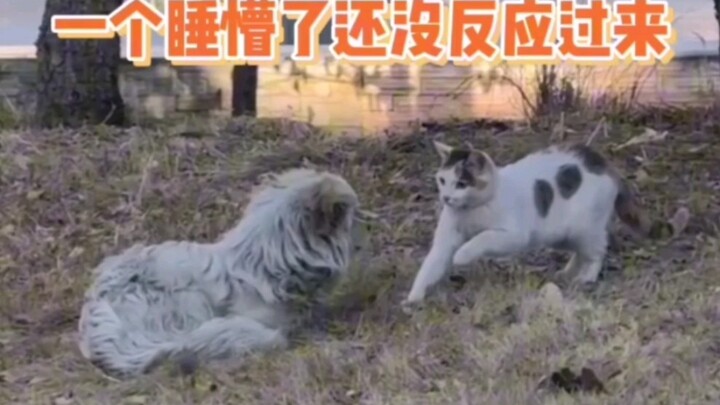 When a goofy cat meets a scruffy puppy…