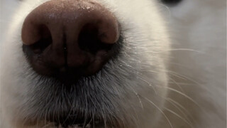 I can already smell the puppy—hurry up and come cuddle!