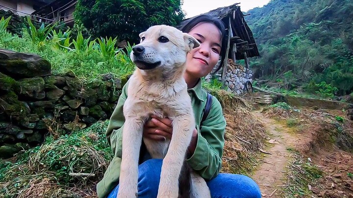 Chó nhà ở vùng núi sâu Quảng Tây, chú cún con hai tháng tuổi bỗng lớn nhanh thấy rõ, đến ôm cũng khô