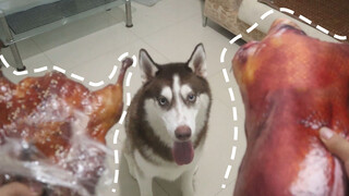 Apakah Husky akan Makan Bebek Panggang Palsu dengan Aroma Asli?