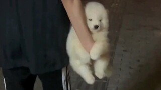 Siapa yang bisa menolak anak anjing kampung yang lucu itu?