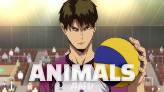 [AMV] Haikyuu!! - Animals