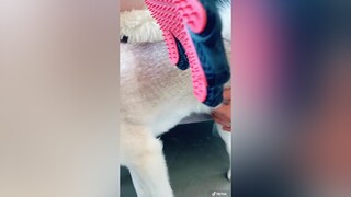 Copper’s most dreaded activities FYP foryou funny funnydog dog petsoftiktok