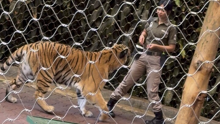 😳 “SEMPAT BIKIN PANIK! Harimau Taman Safari Beraksi di Depan Penonton!”