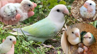 Melihat kembali proses pertumbuhan ulat selama 5 menit, dari adopsi hingga menjadi ayah burung