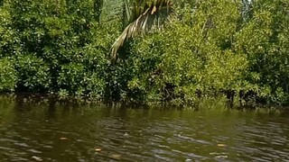 misi pencarian anaconda