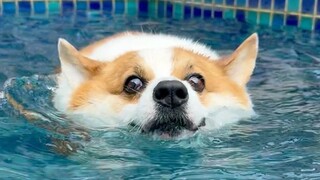 Meski kaki Corgi pendek, ia bisa berenang lebih cepat dari manusia!