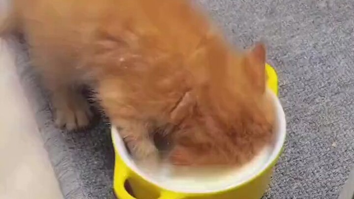 «الغذاء في الغرق»