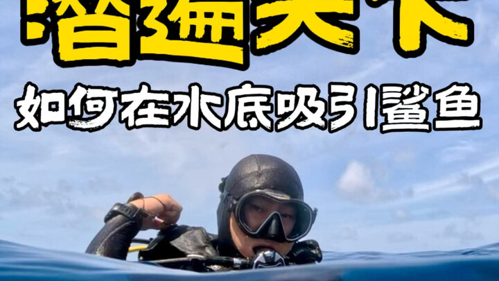 Gặp cá mập lớn dưới biển phải làm sao? #KìCaLặnBiển #LặnKhắpThếGiới #CáMập #SinhVậtBiển